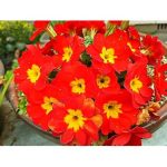 【小顔矯正&肩甲骨ほぐし】体ほぐし付きメニューのご紹介です♪