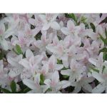 【小顔矯正】顔が下がる理由