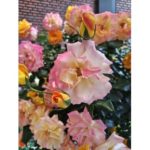 【小顔矯正】正しい顔の使い方を教えます!