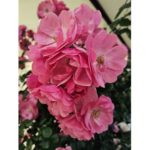 ほうれい線はなくなります!